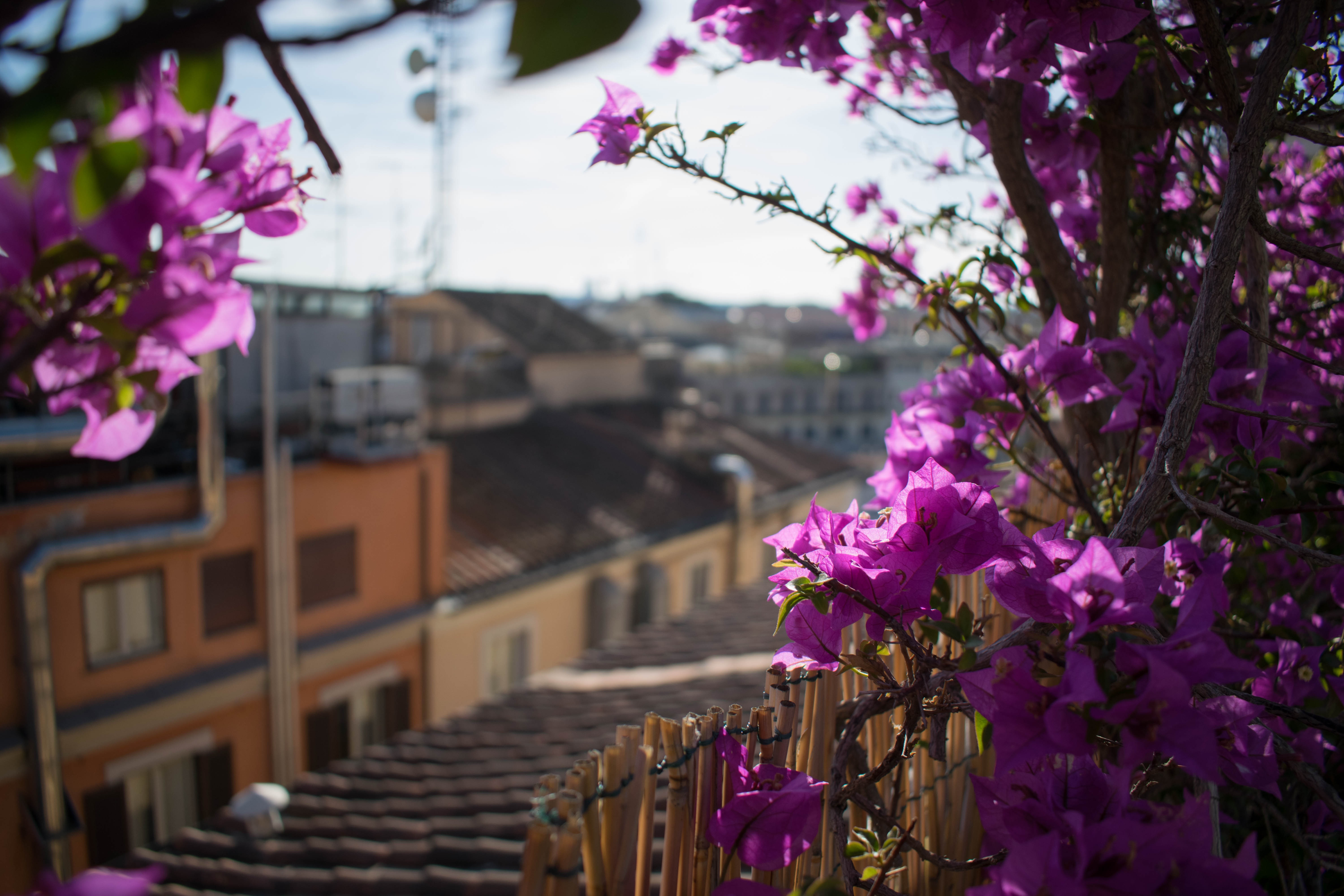 Blumen auf der Dachterrasse